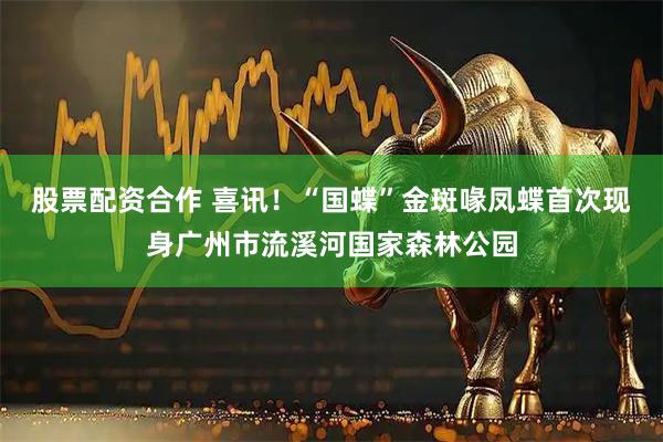 股票配资合作 喜讯！“国蝶”金斑喙凤蝶首次现身广州市流溪河国家森林公园
